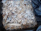 Agrocybe arvalis image