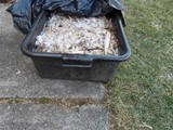 Agrocybe arvalis image