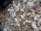 Agrocybe arvalis image