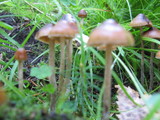 Psilocybe turficola image