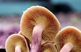 Gymnopilus luteofolius image
