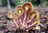 Gymnopilus luteofolius image