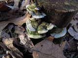 Cerrena unicolor image