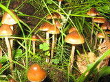 Psilocybe turficola image