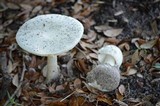 Amanita suballiacea image