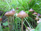 Psilocybe turficola image