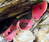 Sarcoscypha austriaca image