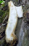 Verpa bohemica image