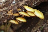 Kuehneromyces lignicola image