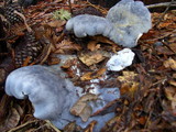 Albatrellus flettii image