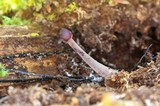 Kuehneromyces lignicola image