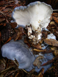 Albatrellus flettii image