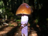 Cortinarius vanduzerensis image