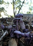 Laccaria amethystina image