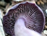 Laccaria amethystina image