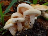 Lactarius maculatipes image