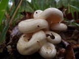 Lactarius maculatipes image