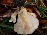 Lactarius maculatipes image