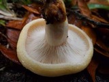 Lactarius maculatipes image