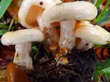 Lactarius maculatipes image