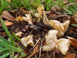 Helvella crispa image