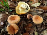 Lactarius hygrophoroides image