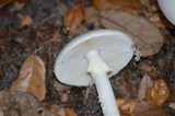 Amanita suballiacea image