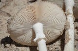 Amanita suballiacea image