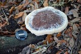 Laetiporus persicinus image