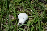 Lycoperdon marginatum image