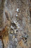 Pleurotus djamor image