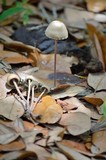 Panaeolus papilionaceus var. parvisporus image