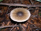 Amanita pachycolea image