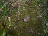 Entoloma sericeoides image