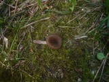Entoloma sericeoides image