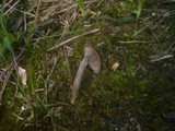 Entoloma sericeoides image