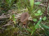 Entoloma sericeoides image