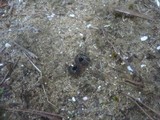 Helvella leucomelaena image