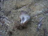 Helvella leucomelaena image