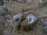 Helvella leucomelaena image