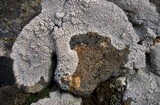 Diploschistes scruposus image