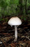 Agaricus alligator image