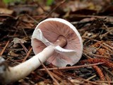 Agaricus alligator image