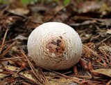 Agaricus alligator image
