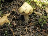 Image of Inocybe amblyospora