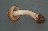 Inocybe amblyospora image