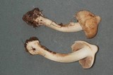 Inocybe amblyospora image