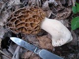 Morchella americana image