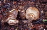 Tylopilus humilis image