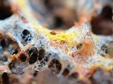 Fuligo septica image